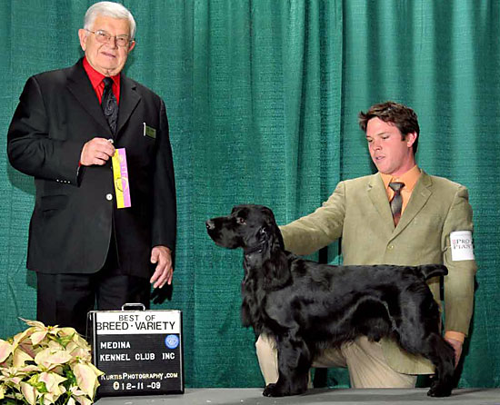 Oliver Field Spaniel Best of Breed