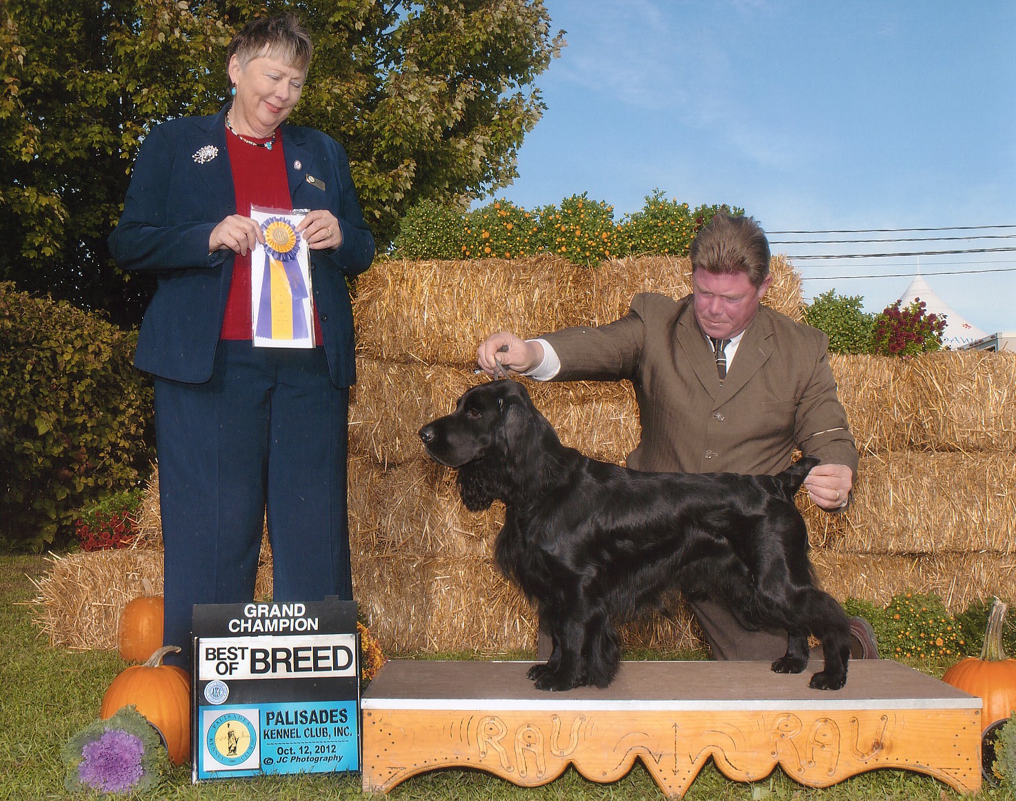 Oliver Field Spaniel Best of Breed and Grand Champion