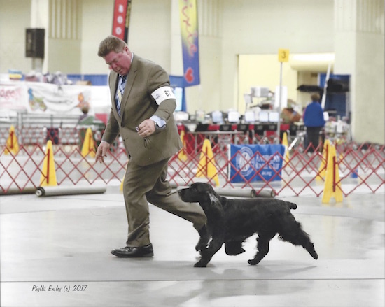 Oliver Field Spaniel Best of Breed and Grand Champion